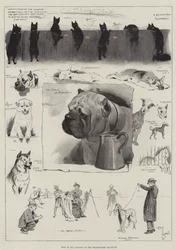 Hunde af alle nationer på Westminster Aquarium